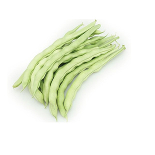 九粒白不老来少芸豆架豆种子豆角四季菜豆春季秋冬农家蔬菜种孑籽