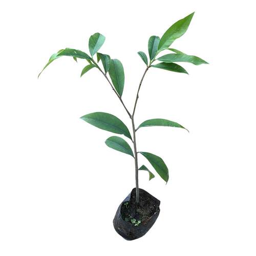 包邮名贵苗木 正宗沉香树苗海南黄花梨树苗金丝楠木苗 小叶紫檀苗