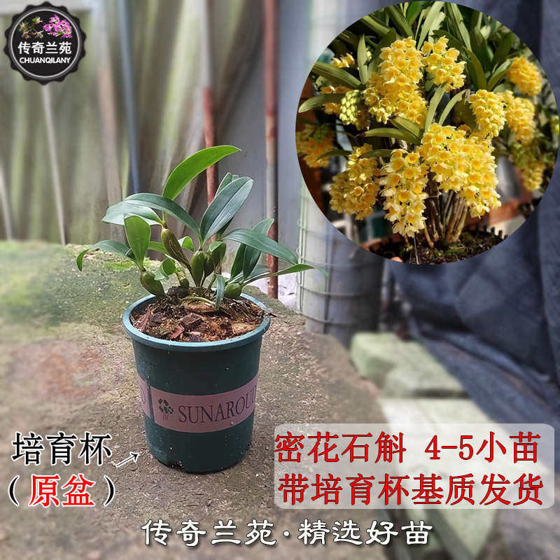 密花石斛 稀有名贵品种 黄花球状灯笼石斛 好养室内盆栽花卉 能吃