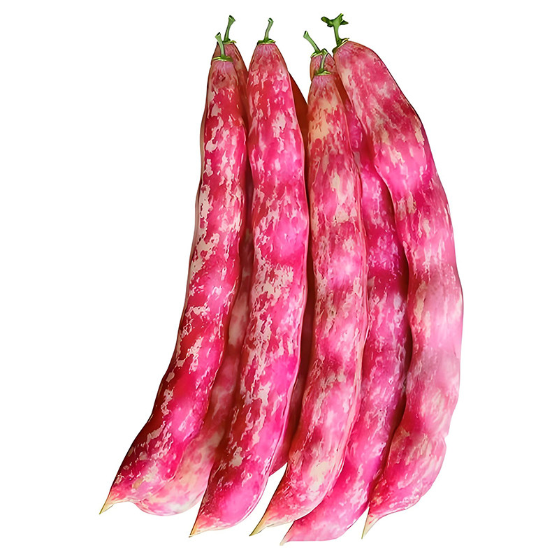红金钩油豆种子蔬菜种子