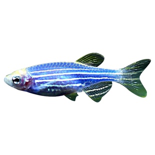 观赏鱼苗活体斑马热带小型淡水红斑马冷水易活金鱼练手好养小鱼活