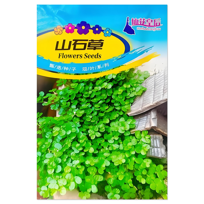 山石草种子花卉植物观叶种子
