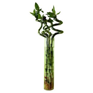 DIY创意圆柱壁挂式富贵竹透明玻璃水培植物花瓶花插居家室内装饰