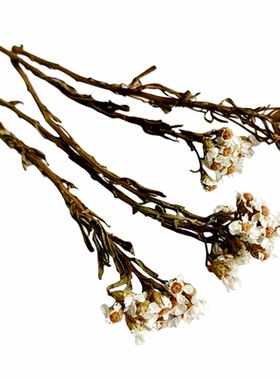 法国小白梅带枝diy干花ins小清新