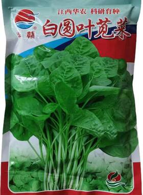 高产种子华农白圆叶苋菜