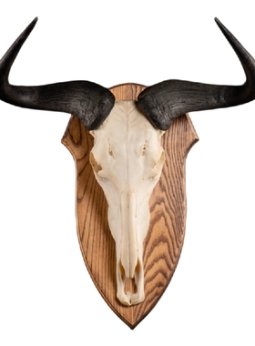 真角马头骨家居装饰财虎标本非洲