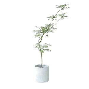 蓝花楹大型绿植造景观叶盆栽室内网红植物落地装饰客厅办公室庭院