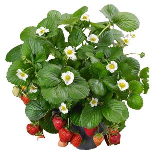 四季草莓苗奶油红颜草莓秧大棚种植草莓盆栽当年结果新苗带土果苗