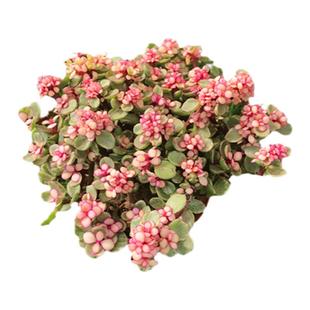 雅乐之舞金枝玉叶 高颜值多肉植物盆栽大株老桩群生室内组合盆栽