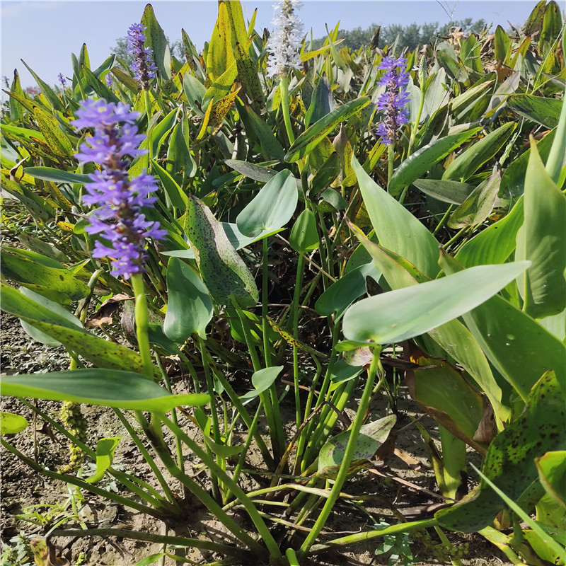 黄菖蒲水生植物美人蕉河道绿化黄花鸢尾苗旱伞草芦苇芦竹水培造景