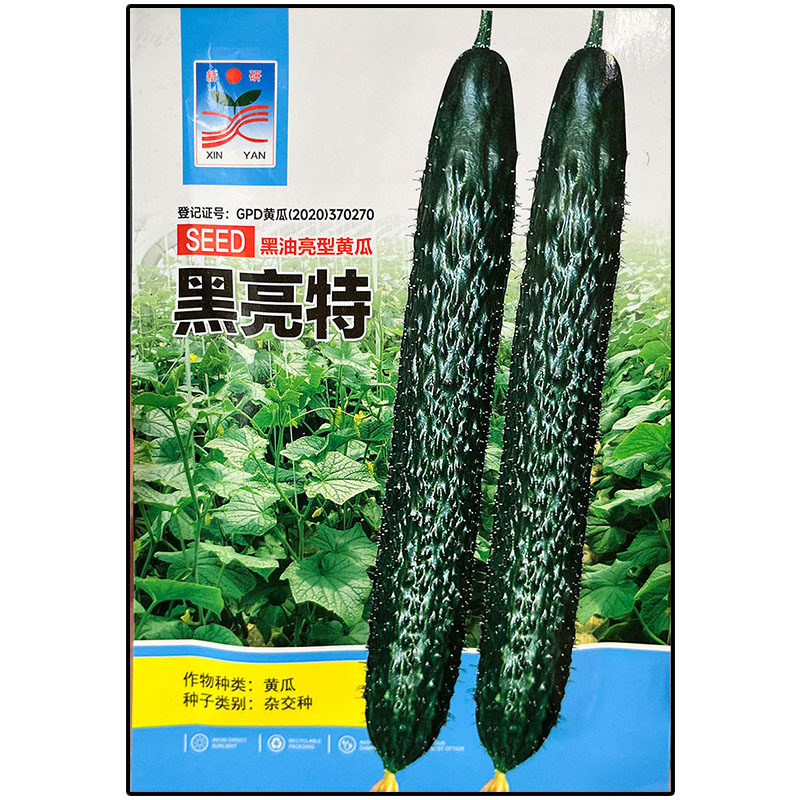 黑油亮型黄瓜青黄瓜蔬菜种子高产