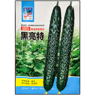 黑特亮黑油亮型黄瓜青黄瓜种子孑籽杂交高产胡瓜刺王勤青唐瓜春秋