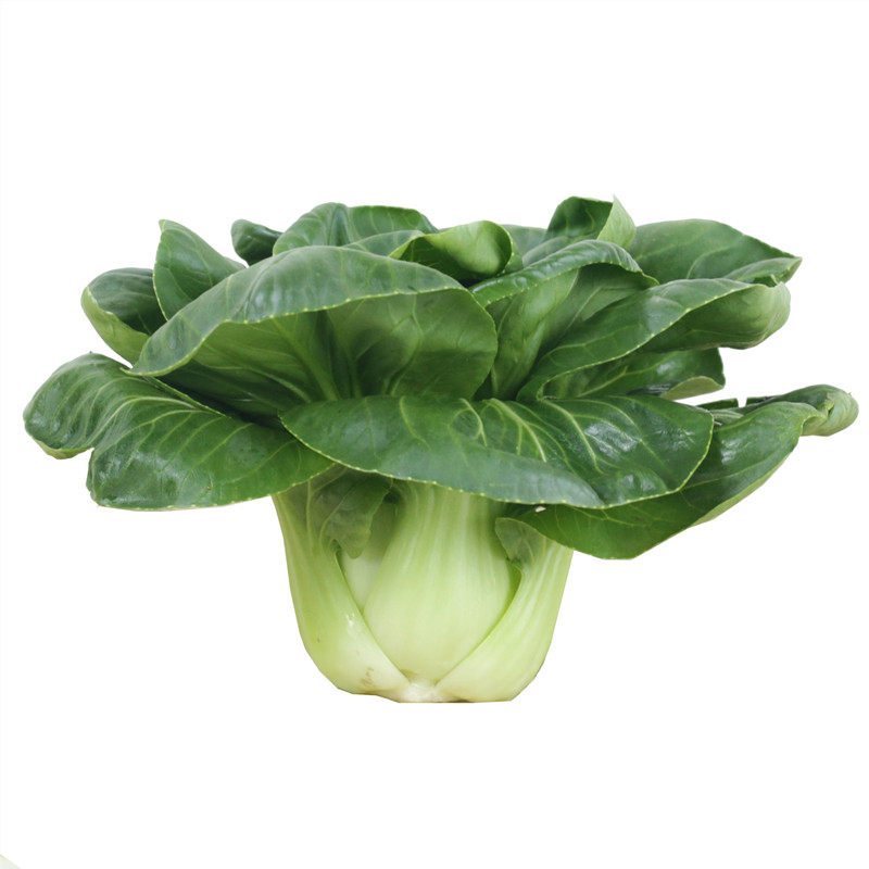 黑叶苏州青油菜种子大全小白黑油矮脚上海青蔬菜籽四季秋冬季农家
