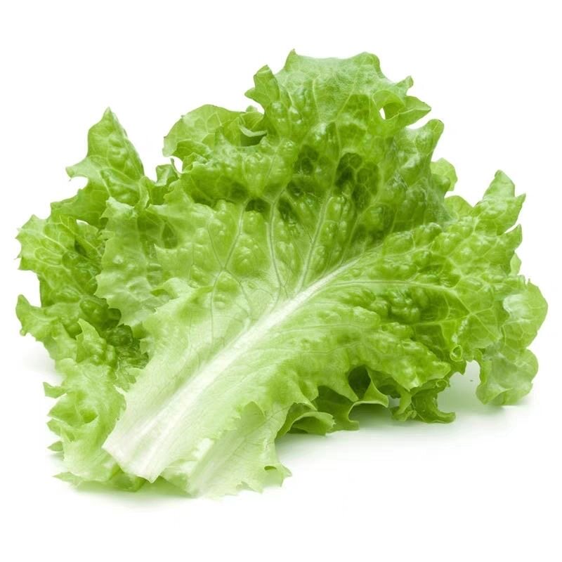 大速生菜苗绿生菜苗子四季盆栽苗