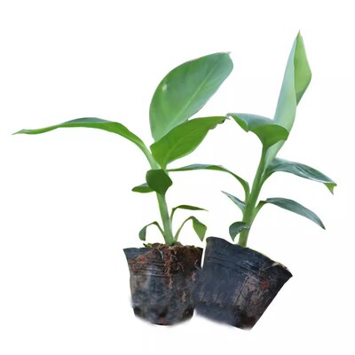 芭蕉树苗地栽盆栽绿植香蕉苗耐寒
