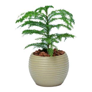 南洋杉树盆栽植物花卉适合室内客厅办公室桌面好养绿植小盆景摆件