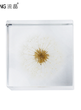 NEWKNG流晶蒲公英植物标本高透