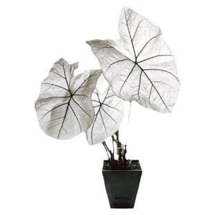 彩叶芋五彩叶芋粉色和声白色恋人海王美人进口网红绿植观叶植盆栽