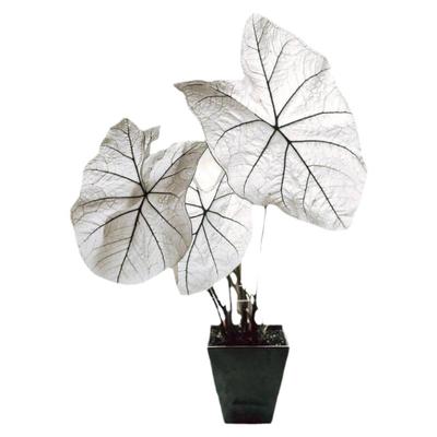 彩叶芋五彩叶芋粉色和声白色恋人海王美人进口网红绿植观叶植盆栽