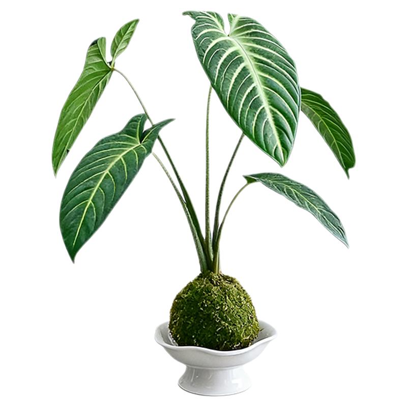 千年芋苔藓球绿植盆栽四季常青