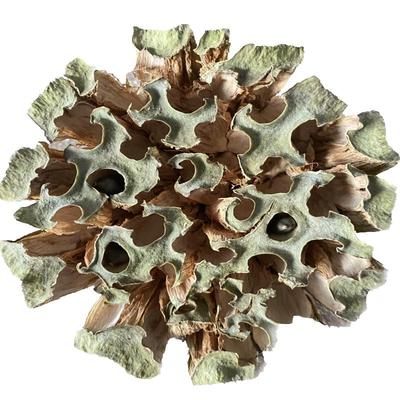 江西莲蓬孕妇去胎毒莲房好眠下火