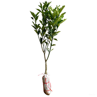 金桔树树苗广西脆皮果树盆栽无籽橘子果苗四季脆蜜砂糖橘可吃食用