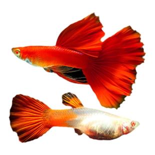 孔雀鱼热带观赏鱼小型淡水鱼好养耐活繁殖临产活体胎生凤尾鱼孕鱼