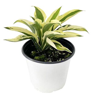 拾园记玉簪花苗多年生宿根耐荫热植物庭院盆栽室内观花观叶绿植物