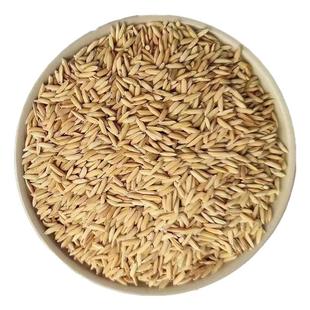 农家稻谷水稻稻子带壳粮食喂鸡鸭鹅鸽鸟仓鼠宠物饲料带壳大米谷子