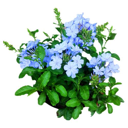 祥瑞花卉蓝白棒棒糖蓝雪花盆栽阳台庭院夏季耐热花卉带花苞耐修剪