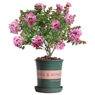 紫薇花盆栽多年生室外庭院公园懒人，植物当年开花木本耐寒热包邮