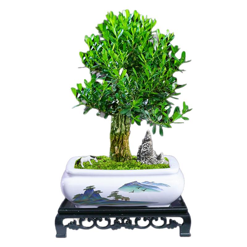 黄杨矮霸桩盆景树苗皱皮造型小叶盆栽绿植室内客厅好养树桩植物