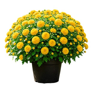 【花量繁茂】千头菊盆栽糖果菊球菊庭院好养四季观赏花卉绿植花苗