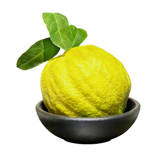 云南香橼果新鲜闻香摆件大鲜果现摘现发室内观赏精品高山采摘食用