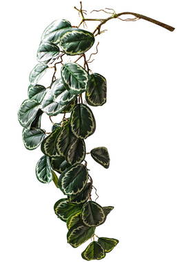 掬涵仿真植物孔雀竹芋墙面装饰
