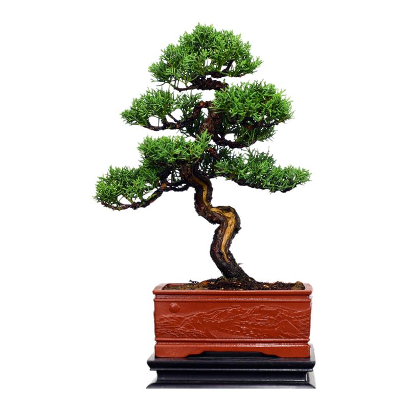 真柏盆景一物一拍四季常青植物