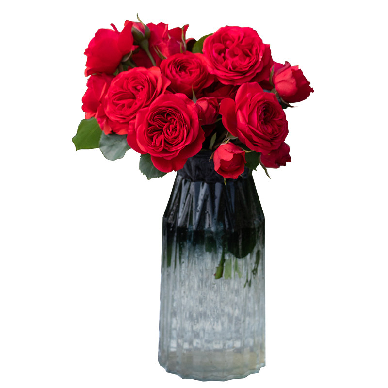 天狼月季红苹果多季丰花灌木