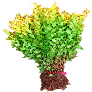 庭院树苗金叶女贞树苗女贞子树苗小叶女贞苗球金森女贞彩色绿化带