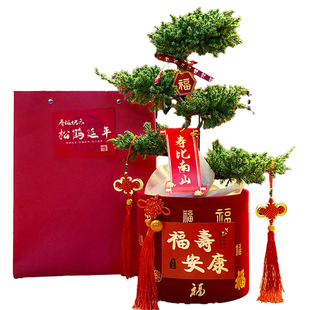 五层塔松盆栽老人祝寿绿植松树盆景松鹤延年植物爷爷生日大寿礼物