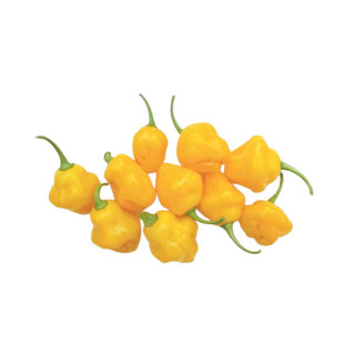 特立尼达香水甜椒种子微辣热带果味高产浓郁传家宝春秋阳台盆栽