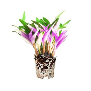 七彩香水石斛兰花四季兰好养绿植浓香型石斛改善睡眠绿植净化空气