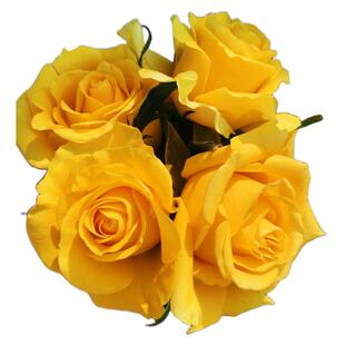 苏格兰黄油玫瑰花盆栽切花月季花苗阳台庭院金黄色大花玫瑰四季开