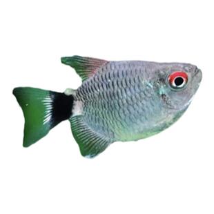 银屏灯鱼头尾灯球淡水宠物鱼小型热带灯科鱼观赏鱼活体新手易饲养