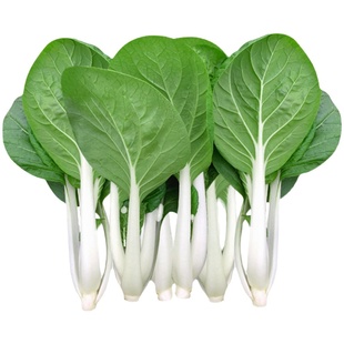 葵扇黑叶白菜种籽甜脆小白菜种孑四季阳台盆栽小青菜籽种蔬菜种子