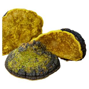 长白山桑黄野生孔菌灵芝正宗非西藏桑树桑黄桑黄粉桑黄中药材