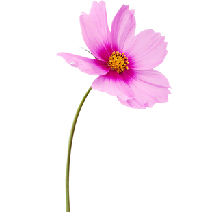 波斯菊种子格桑花矮杆大花混色室内阳台盆栽庭院观赏四季播花卉籽