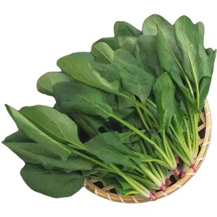夏播耐热菠菜籽种山东红根大叶菠菜种子春四季农家蔬菜小叶波菜孑
