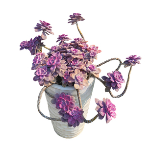 紫乐易度夏好养大老桩悬崖造型朵朵一物一拍多肉植物群生向阳派