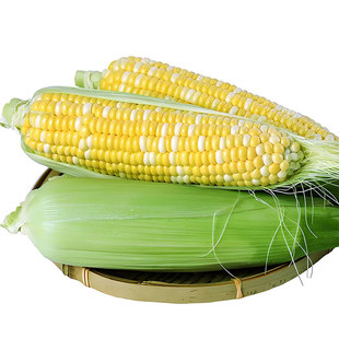 9斤_云南非转基因金银水果甜脆玉米棒新鲜现摘开袋即食减嫩肥粒汁