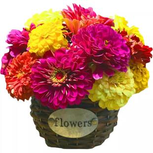 野花组合花种子四季播种室外矮生花种籽子开花庭院格桑花种孑大全